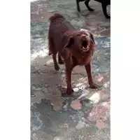 Foto dell\'animale Comune di Sant'Anastasia - 380260042395910