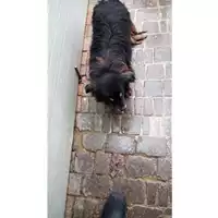 Foto dell\'animale Comune di Avella - 380260042483139