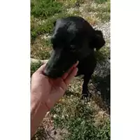 Foto dell\'animale Comune di Montoro - 380260043231713