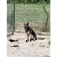 Foto dell\'animale Comune di Montoro - 380260043200205