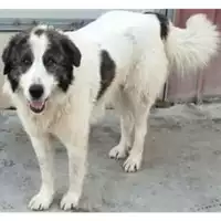 Foto dell\'animale Comune di Lauro - 380260044977721