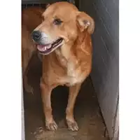 Foto dell\'animale Comune di Melito di Napoli - 380260044337251