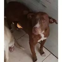 Foto dell\'animale Comune di Melito di Napoli - 380260043824869