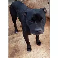 Foto dell\'animale Comune di Sant'Anastasia - 380260044862677