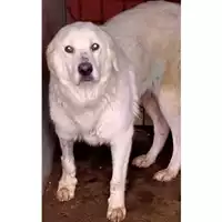 Foto dell\'animale Comune di Marzano di Nola - 380260044977714