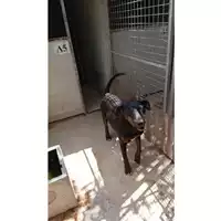 Foto dell\'animale Comune di Saviano - 380260170028225