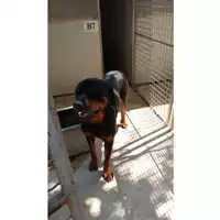 Foto dell\'animale Comune di Melito di Napoli - 380260045065840