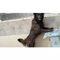 Foto dell\'animale Comune di Montoro - 380260170327040