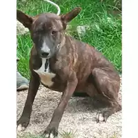 Foto dell\'animale Comune di Montoro - 380260044959154