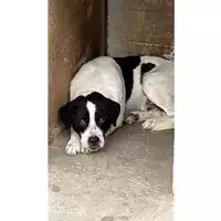 Foto dell\'animale Comune di Carbonara di Nola - 380260044782536