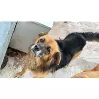 Foto dell\'animale Comune di Montoro - 380260044947643