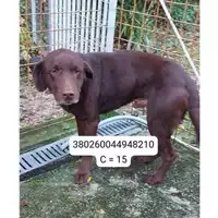 Foto dell\'animale Comune di Montoro - 380260044948210