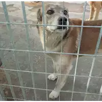 Foto dell\'animale Comune di Pago Del Vallo di Lauro - 380260044656645