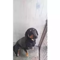 Foto dell\'animale Comune di Sant'Anastasia - 380260044902916