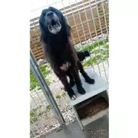 Foto dell\'animale Comune di Sant'Agnello - 380260043983421