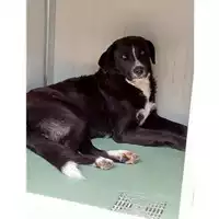 Foto dell\'animale Comune di Montoro - 380260044968225