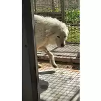 Foto dell\'animale Comune di Saviano - 380260044905797