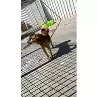 Foto dell\'animale Comune di Montoro - 380260044970873