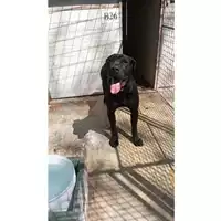 Foto dell\'animale Comune di Saviano - 380260044786697