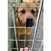 Foto dell\'animale Comune di Montoro - 380260044963384