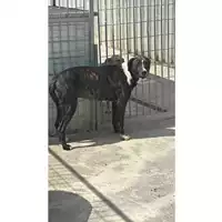 Foto dell\'animale Comune di Sant'Anastasia - 380260044902618