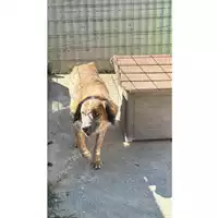 Foto dell\'animale Comune di Saviano - 380260044906051