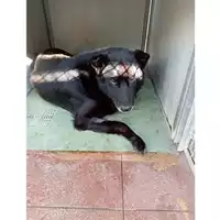 Foto dell\'animale Comune di Montoro - 380260044947367