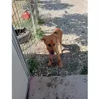 Foto dell\'animale Comune di Montoro - 380260044957940