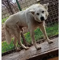 Foto dell\'animale Comune di Saviano - 380260044973497