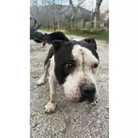 Foto dell\'animale Comune di Avella - 380260045231829