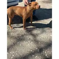 Foto dell\'animale Comune di Tufino - 380260044977232