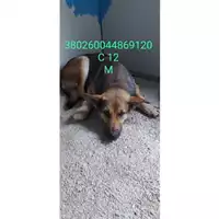 Foto dell\'animale Comune di Morcone - 380260044869120