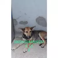 Foto dell\'animale Comune di Morcone - 380260044869251