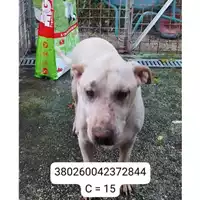 Foto dell\'animale Comune di Montoro - 380260042372844