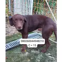 Foto dell\'animale Comune di Montoro - 380260044948210