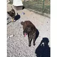 Foto dell\'animale Comune di Montoro - 380260043204119