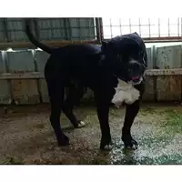 Foto dell\'animale Comune di Melito di Napoli - 380260045062254