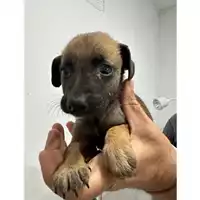 Foto dell\'animale Comune di Pago Del Vallo di Lauro - 380260045231667