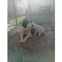 Foto dell\'animale Comune di Montoro - 380260045182562
