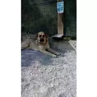 Foto dell\'animale Comune di Montoro - 380260043207158