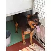 Foto dell\'animale Comune di Montoro - 380260043229658