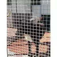 Foto dell\'animale Comune di Montoro - 380260043223274