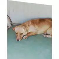 Foto dell\'animale Comune di Montoro - 380260043199501