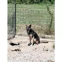 Foto dell\'animale Comune di Montoro - 380260043200205