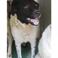 Foto dell\'animale Comune di Montoro - 380260043230382