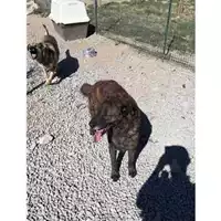 Foto dell\'animale Comune di Montoro - 380260043204119