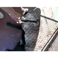 Foto dell\'animale Comune di Montoro - 380260043223978