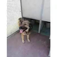 Foto dell\'animale Comune di Taurano - 380260043229026
