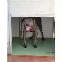 Foto dell\'animale Comune di Montoro - 380260043796226