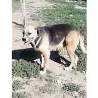 Foto dell\'animale Comune di Montoro - 380260041148388